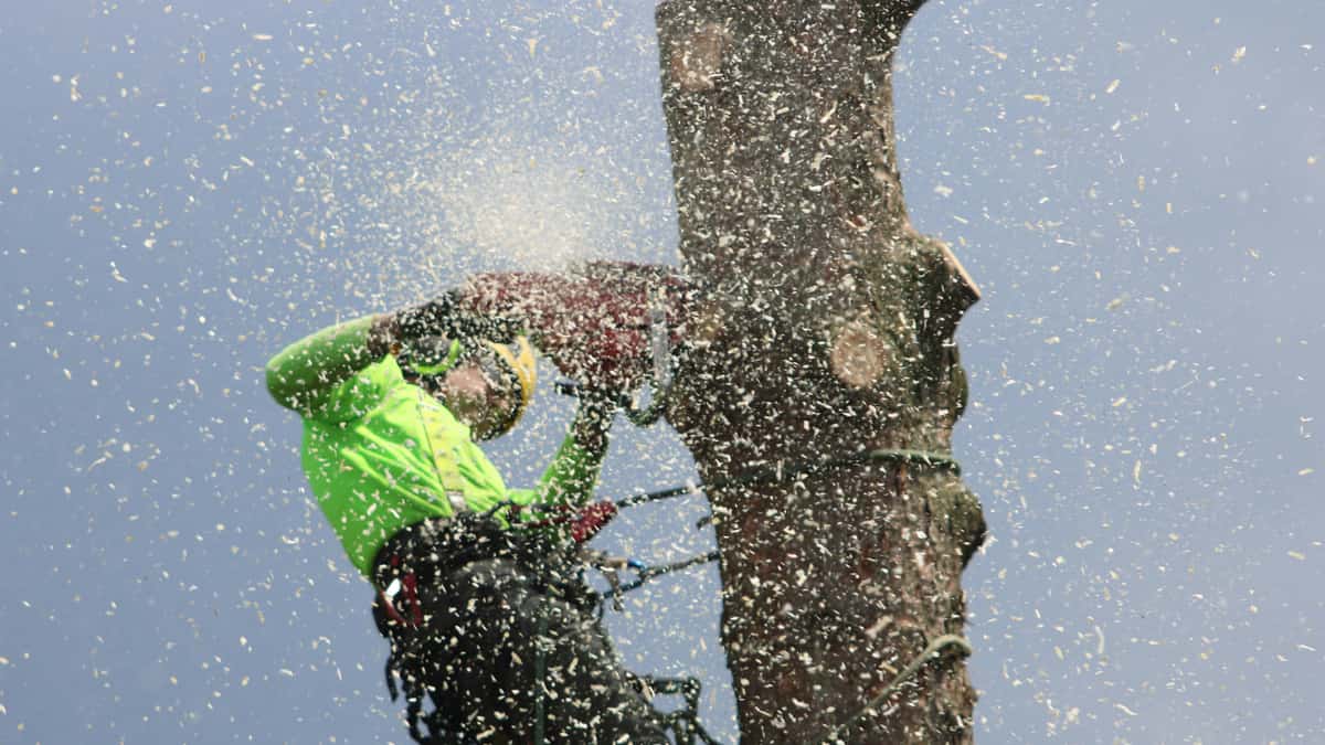 Family Branch Tree Service LLC