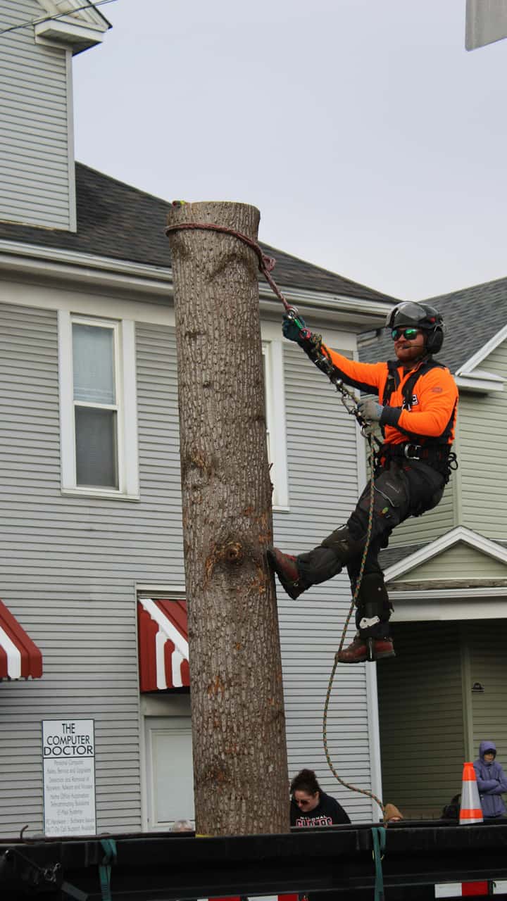 Family Branch Tree Service LLC
